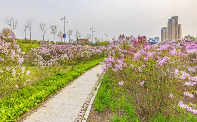 松北新区丁香花