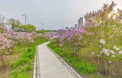 松北新区丁香花