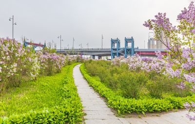 松北新区丁香花