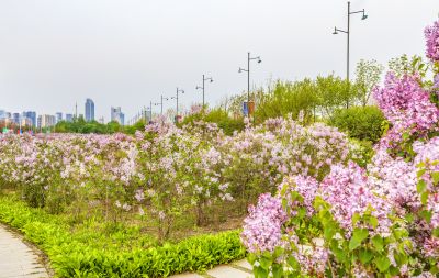 松北新区丁香花