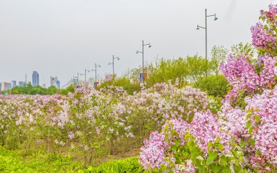 松北新区丁香花