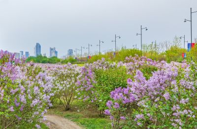 松北新区丁香花