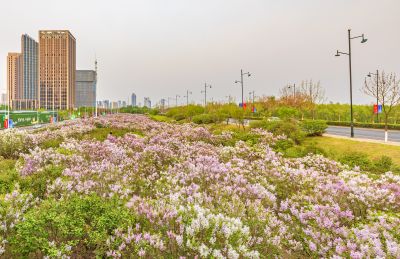 松北新区丁香花