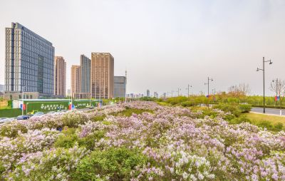 松北新区丁香花