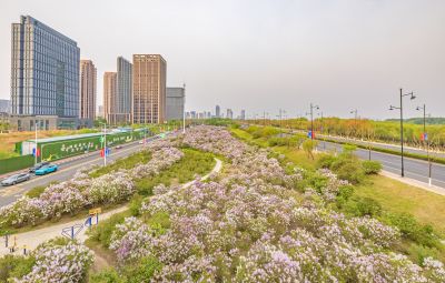 松北新区丁香花