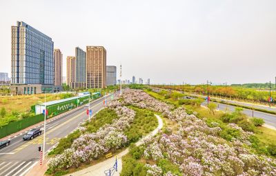 松北新区丁香花