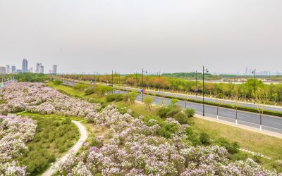 松北新区丁香花