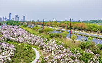 松北新区丁香花