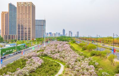 松北新区丁香花