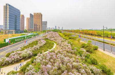 松北新区丁香花
