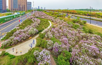 松北新区丁香花