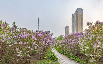 松北新区丁香花