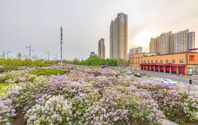 松北新区丁香花