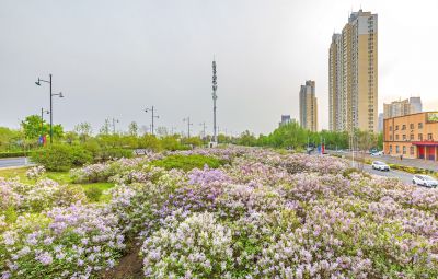 松北新区丁香花