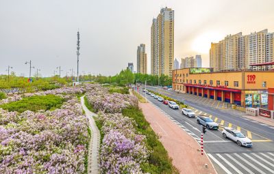 松北新区丁香花