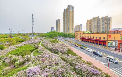 松北新区丁香花