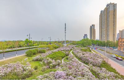 松北新区丁香花