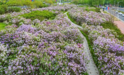 松北新区丁香花