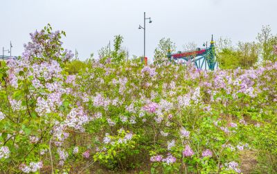 松北新区丁香花