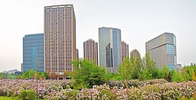 松北新区丁香花