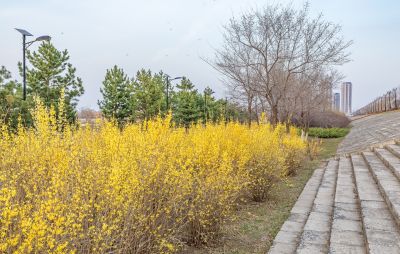 外滩湿地初春暮色