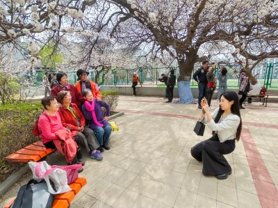 哈尔滨工程大学山杏花开市民拍照