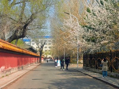哈尔滨工程大学山杏花开市民拍照