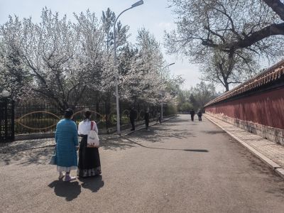 哈尔滨工程大学山杏花开市民拍照