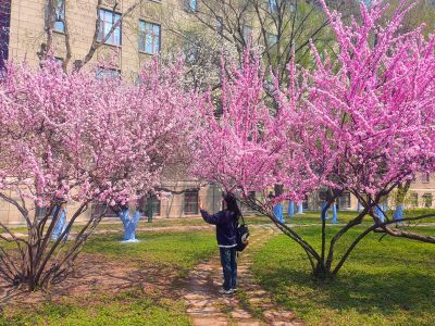 哈尔滨工程大学山杏花开市民拍照