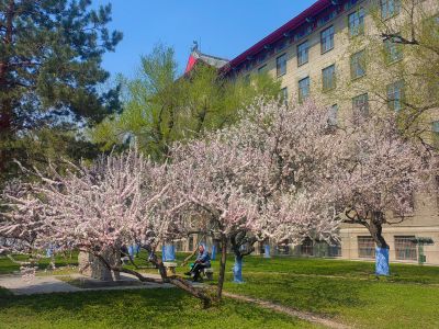 哈尔滨工程大学山杏花开市民拍照