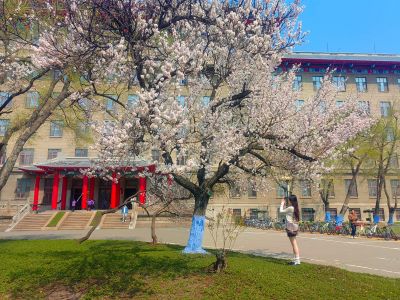 哈尔滨工程大学山杏花开市民拍照