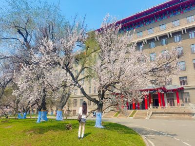 哈尔滨工程大学山杏花开市民拍照