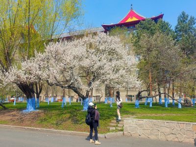 哈尔滨工程大学山杏花开市民拍照