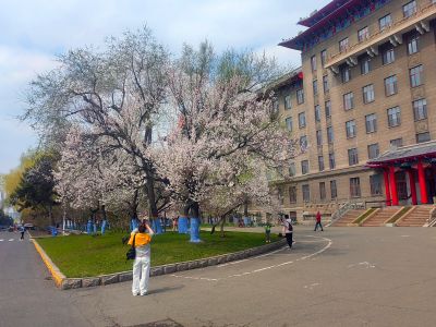 哈尔滨工程大学山杏花开市民拍照