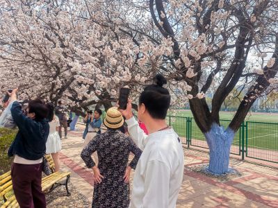 哈尔滨工程大学山杏花开市民拍照