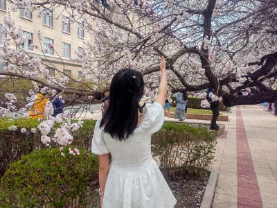 哈尔滨工程大学山杏花开市民拍照