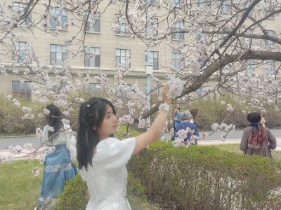 哈尔滨工程大学山杏花开市民拍照