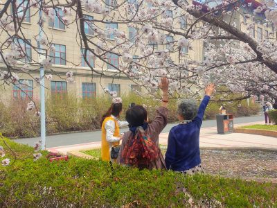 哈尔滨工程大学山杏花开市民拍照