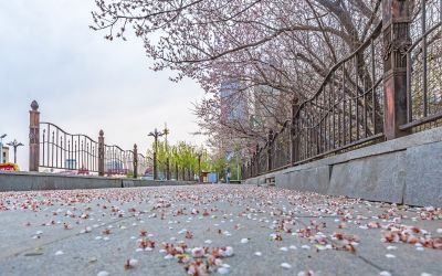 南岗的春天