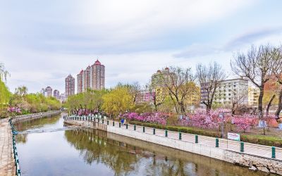 南岗的春天花开