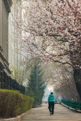 和兴路春景山杏盛开