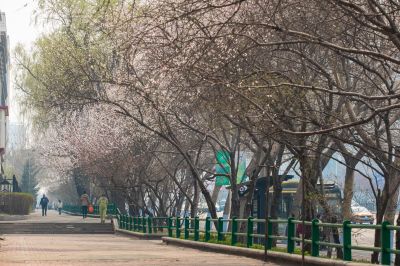 和兴路春景山杏盛开