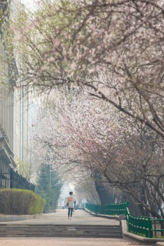 文政街春景