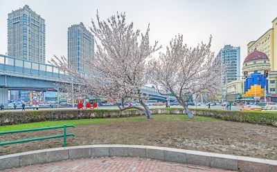 和兴路夜色春花