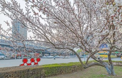 和兴路夜色春花