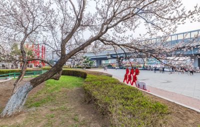 和兴路夜色春花