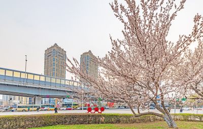 和兴路夜色春花