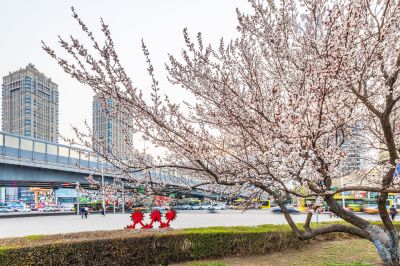 和兴路夜色春花