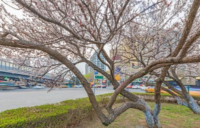 和兴路夜色春花