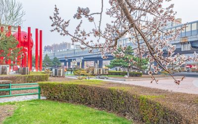 和兴路夜色春花